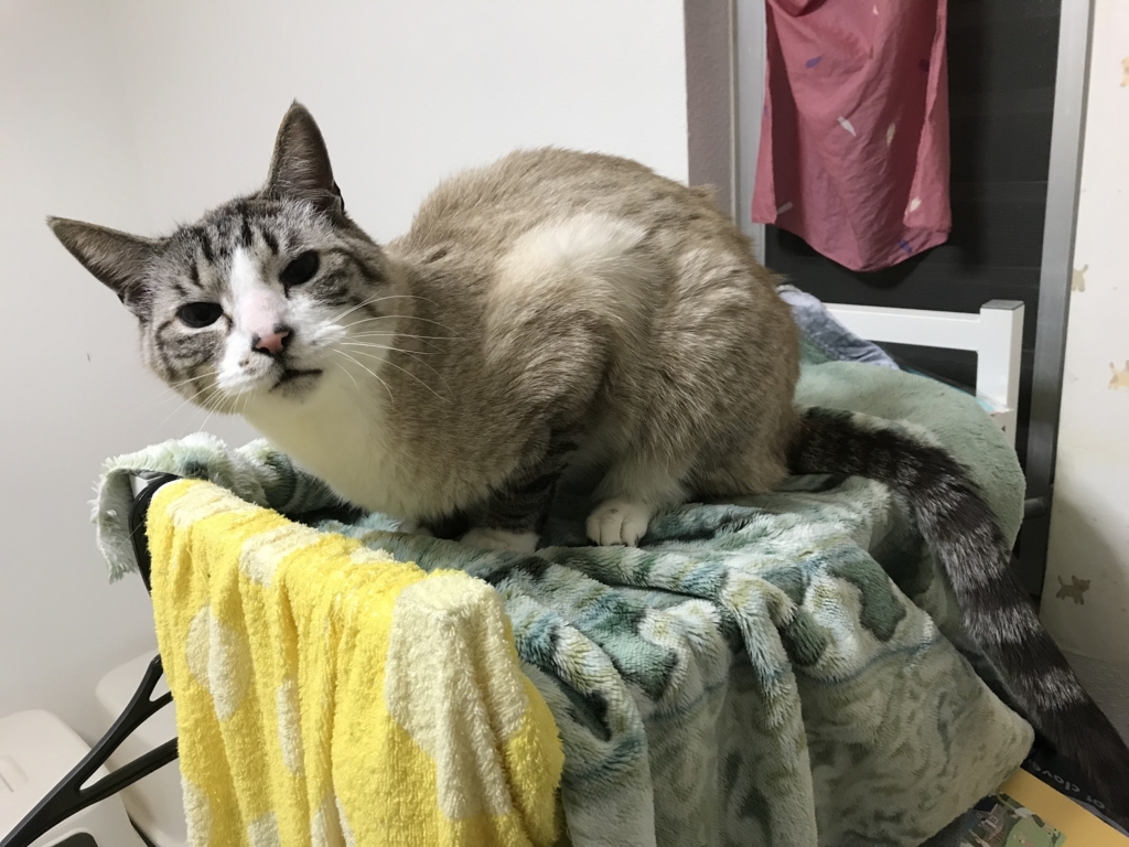 猫転がーると逃走ぼーいの猫ブログ