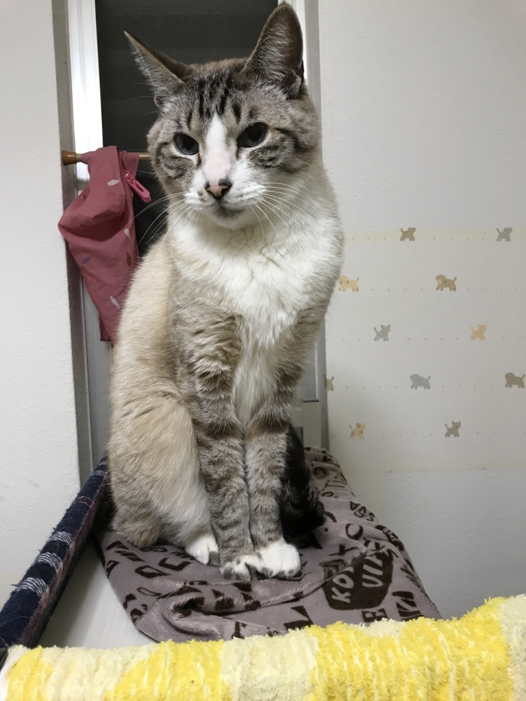 猫転がーると逃走ぼーいの猫ブログ