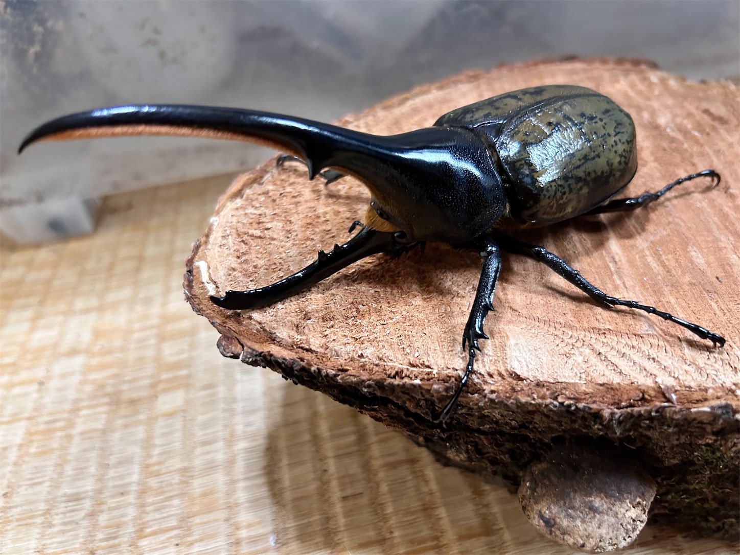 ヘラクレスオオカブトの♂が羽化しました - そつがないのそつってな