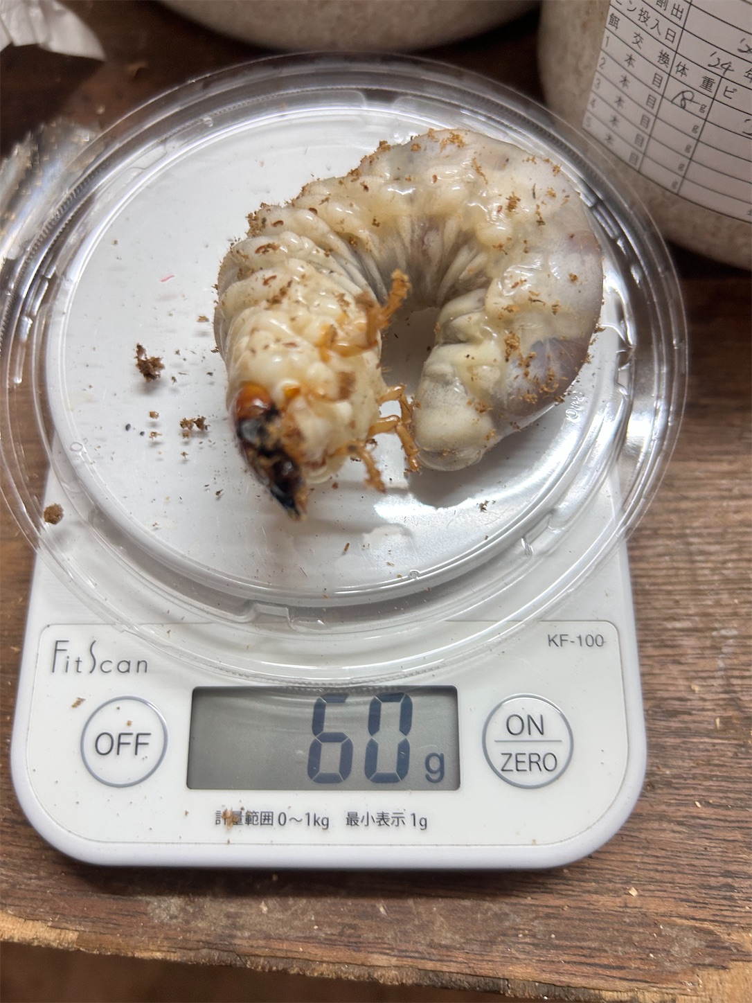 スマトラオオヒラタの菌糸ビン交換2本目