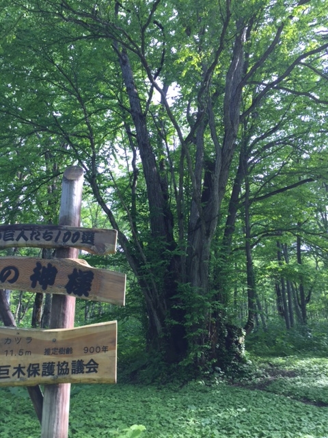 f:id:net-life-blog:20160703172123j:plain