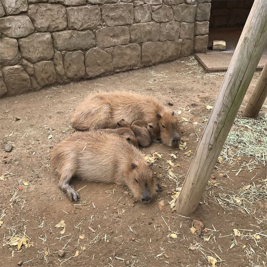 f:id:netanker:20170505105452j:image