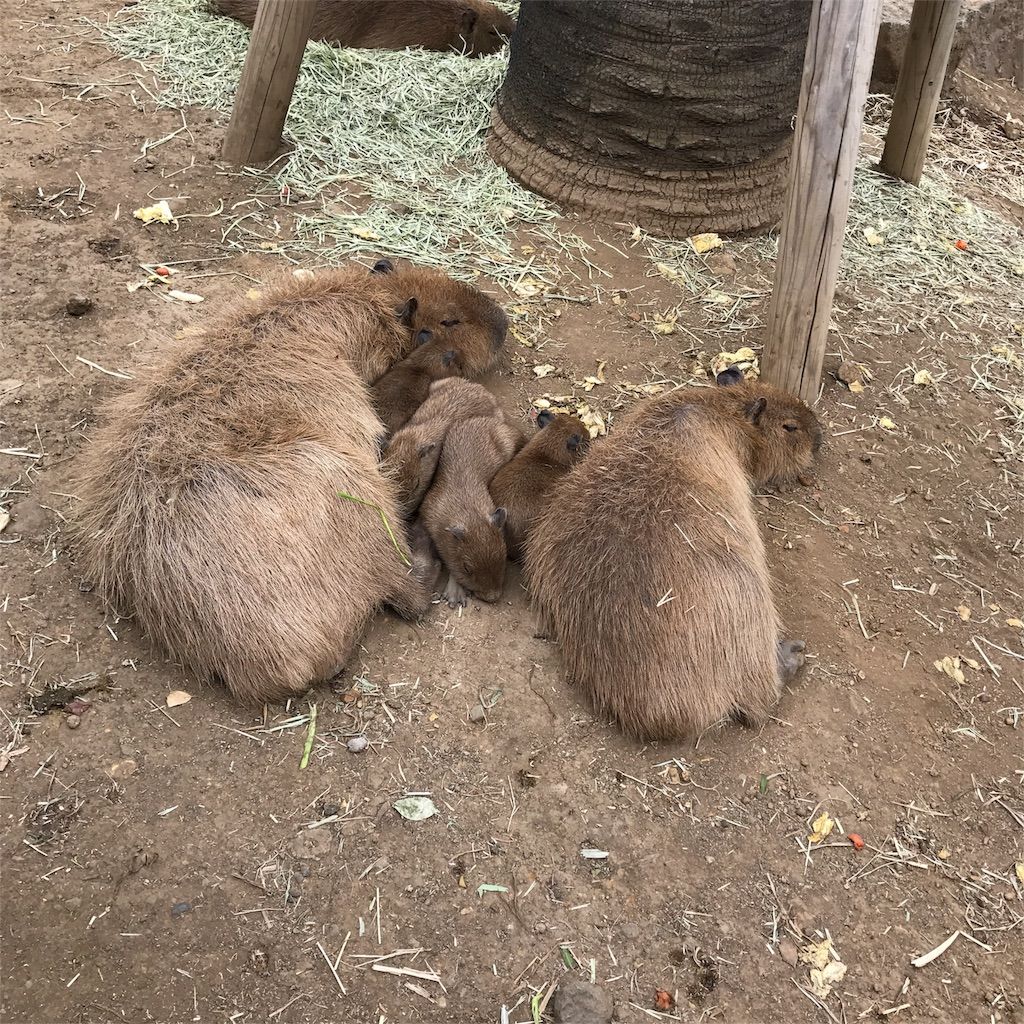 f:id:netanker:20170505105458j:image