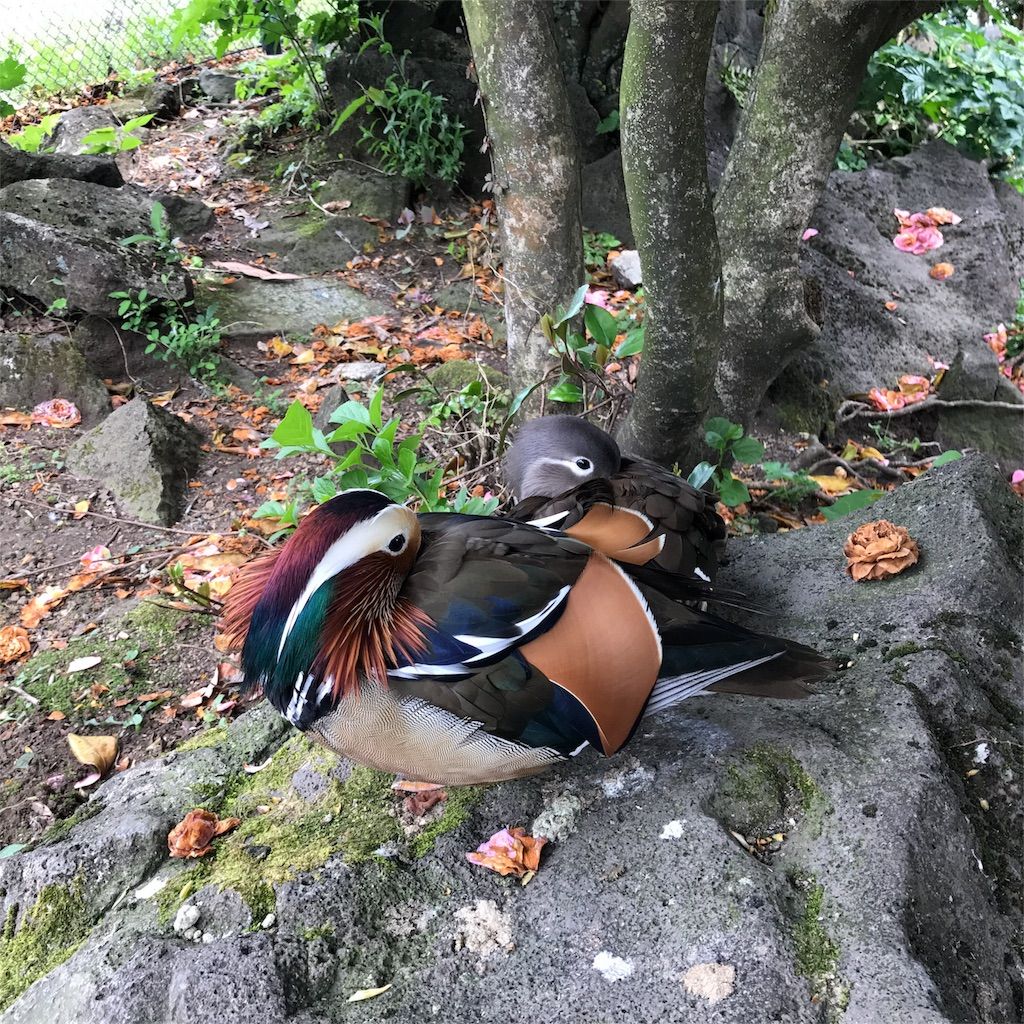 f:id:netanker:20170505105508j:image