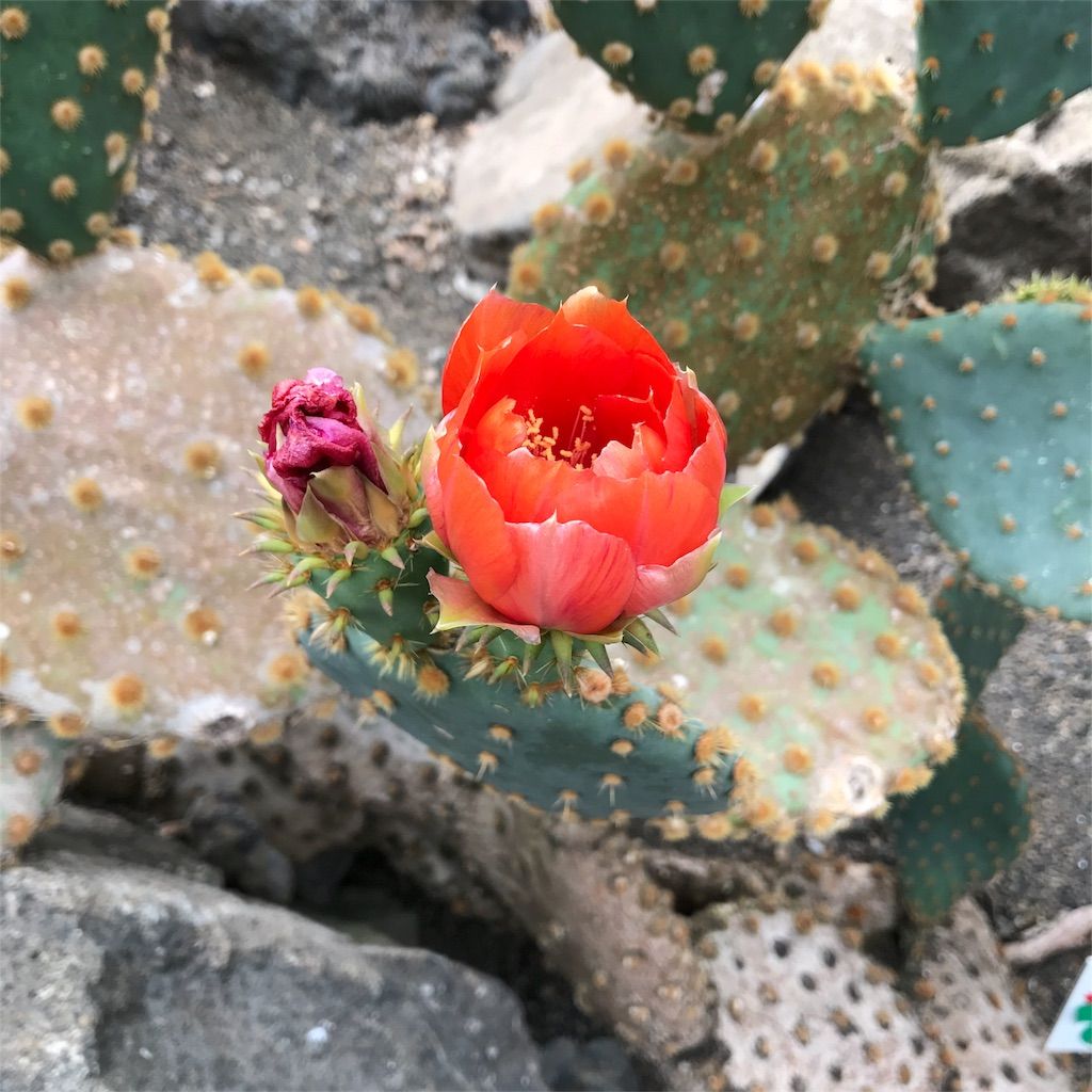 f:id:netanker:20170505105543j:image