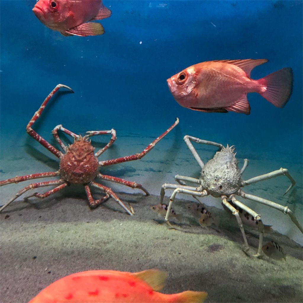 f:id:netanker:20170505105934j:image