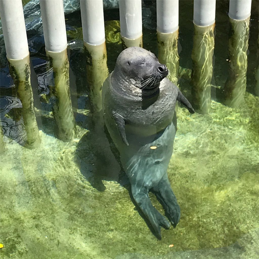 f:id:netanker:20170506190325j:image