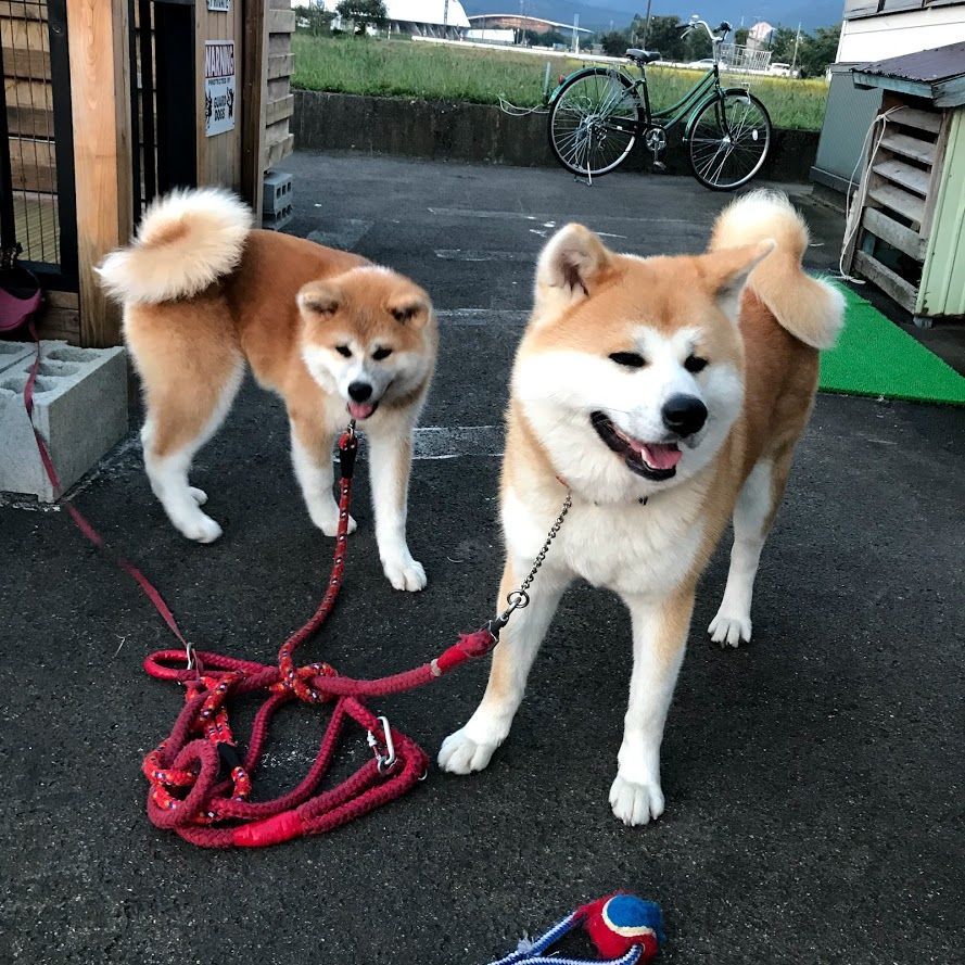 f:id:netanker:20180917162019j:plain