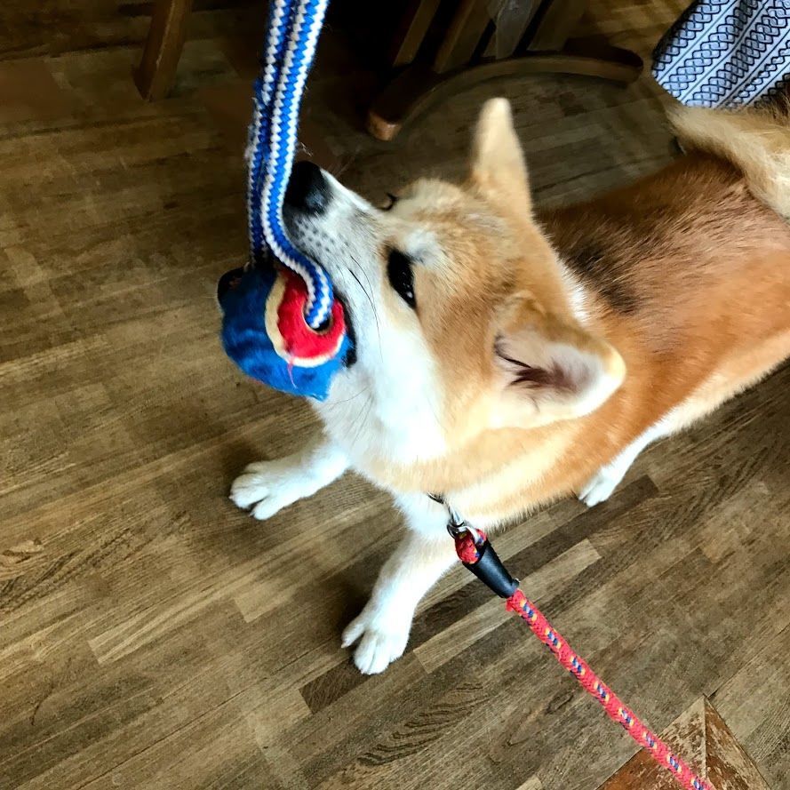 f:id:netanker:20180917162333j:plain