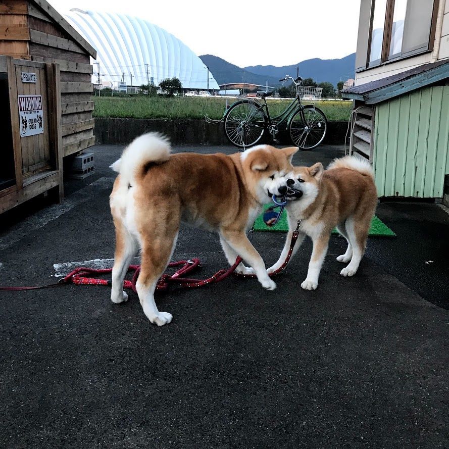 f:id:netanker:20180917162349j:plain