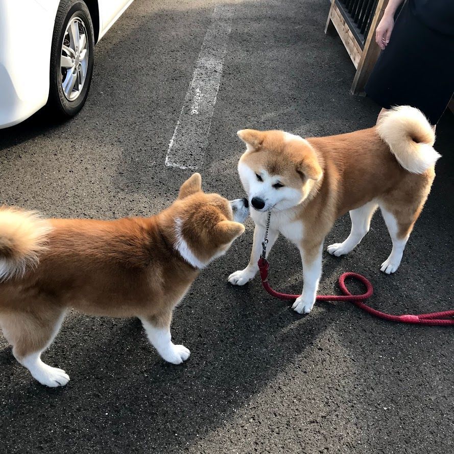 f:id:netanker:20180917162409j:plain