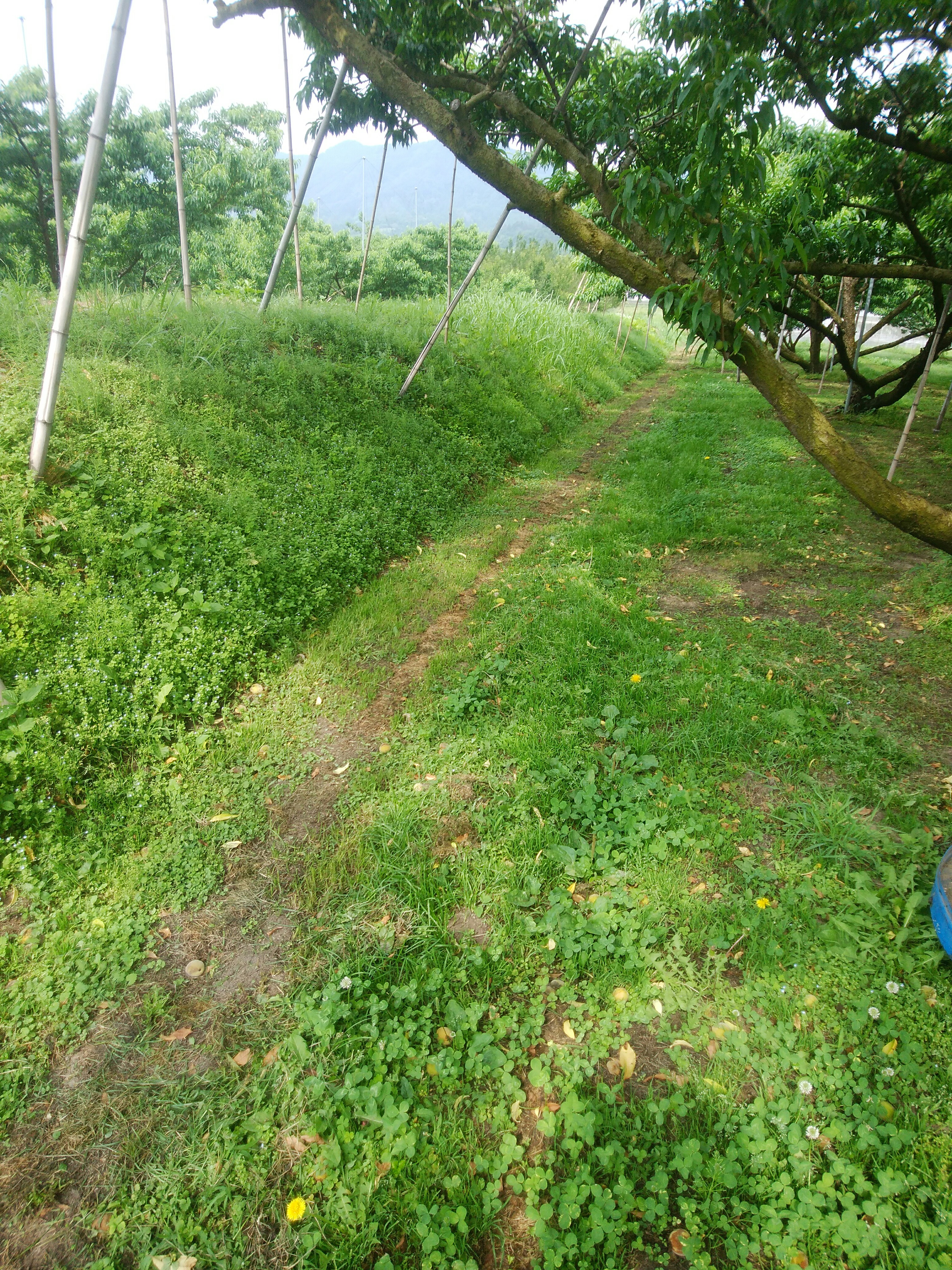 f:id:netch7:20210618130324j:image f:id:netch7:20210618130324j:image