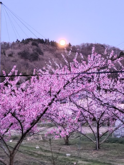 f:id:netch7:20220625101920j:image f:id:netch7:20220625101920j:image