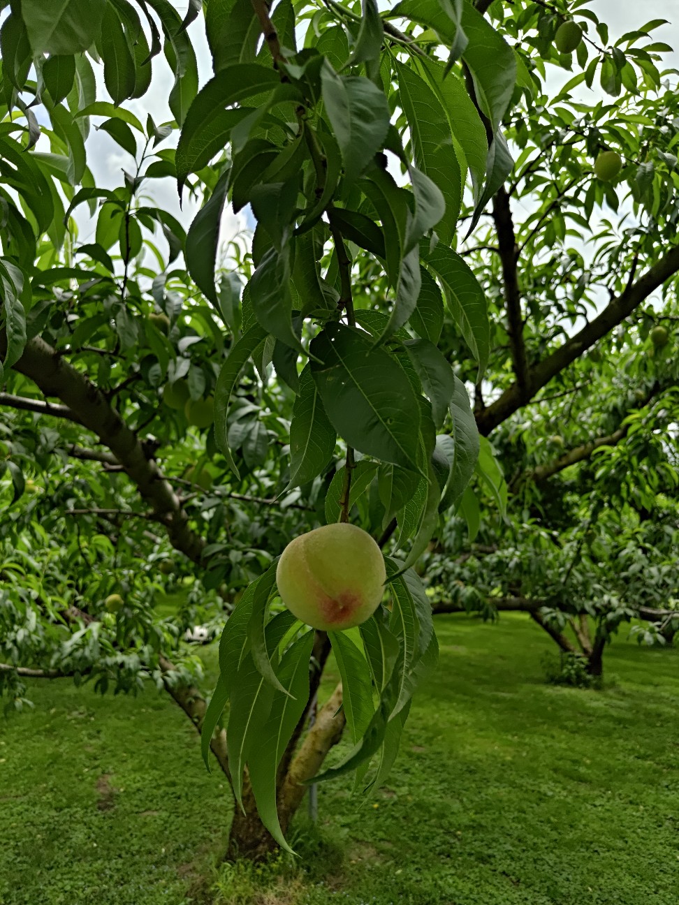 f:id:netch7:20260621145039j:image