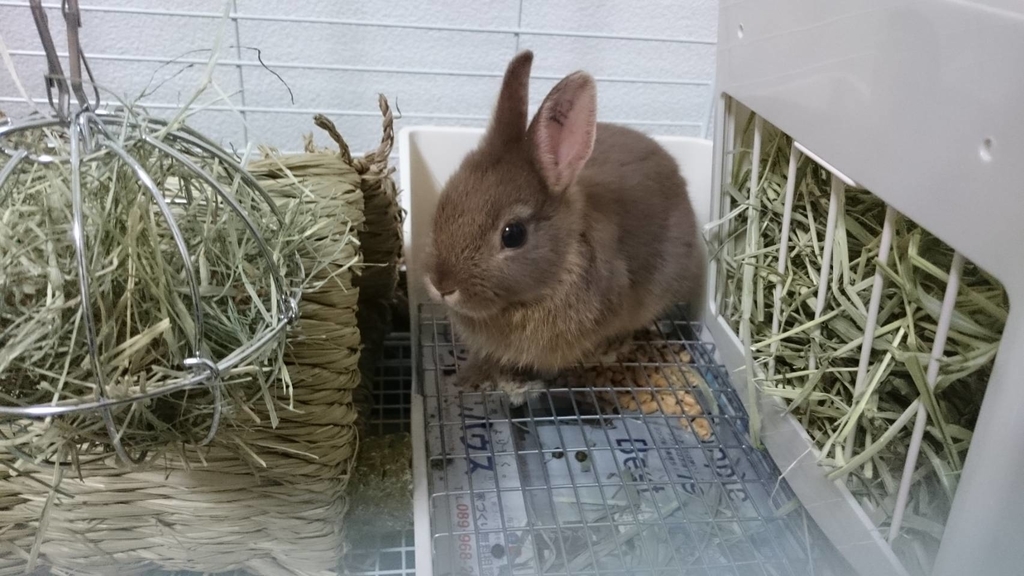 ネザーランドドワーフの飼い方 ご飯 牧草 チロルのおはなし