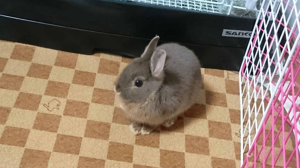 はじめてのへやんぽ チロルのおはなし