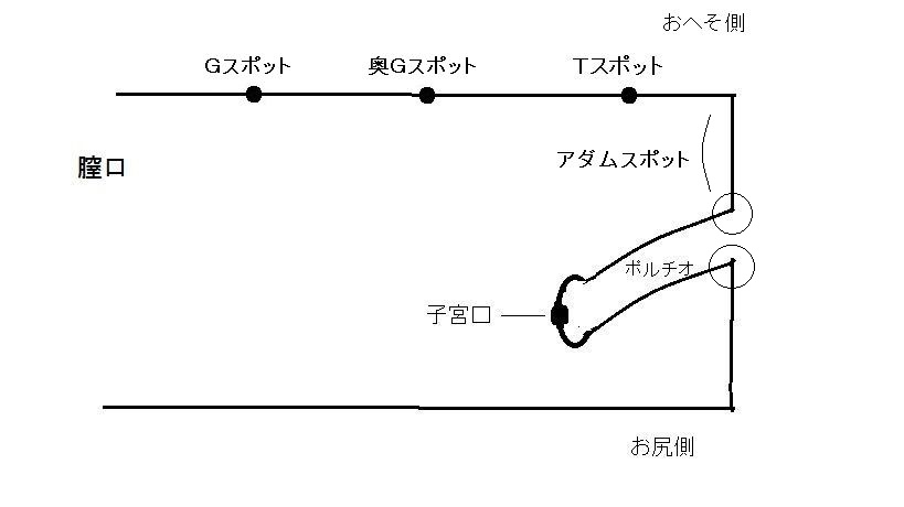 性的に興奮時の女性の膣内略図