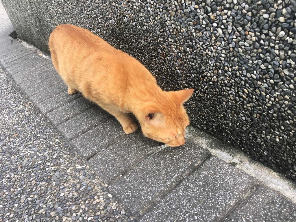 f:id:never-ending-fun:20180923144209j:plain f:id:never-ending-fun:20180923144209j:plain