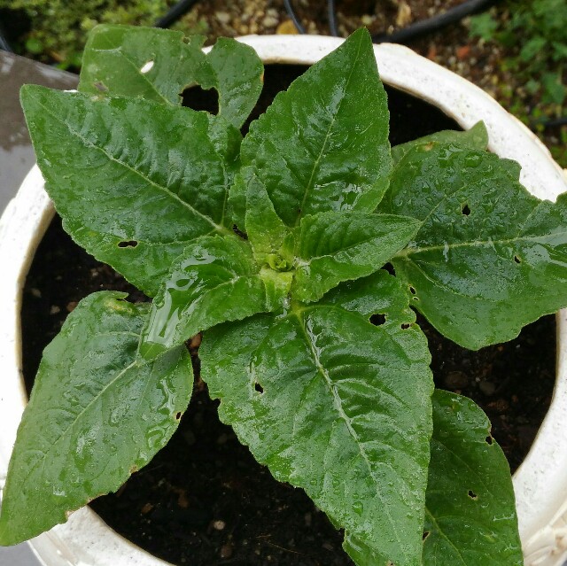 初挑戦 発芽率を大調査 夏にうれしい ひまわり パリポリお野菜ときどきお花