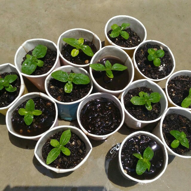 初挑戦 発芽率を大調査 夏にうれしい ひまわり パリポリお野菜ときどきお花