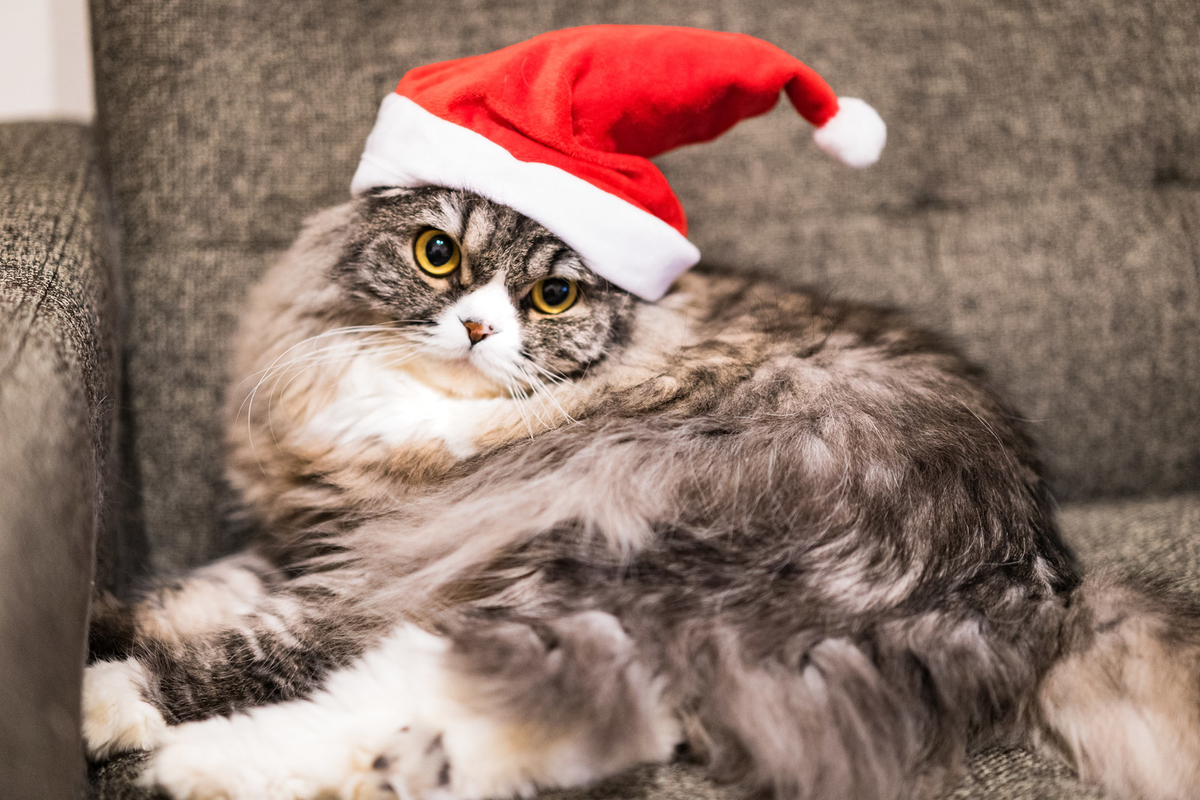 f:id:nevergreen221gmailcom:20191225132837j:plain f:id:nevergreen221gmailcom:20191225132837j:plain