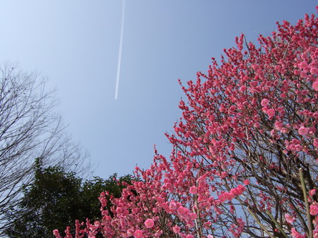 f:id:neverjp:20070213122604j:image