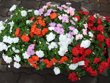 f:id:neverjp:20070907112257j:image