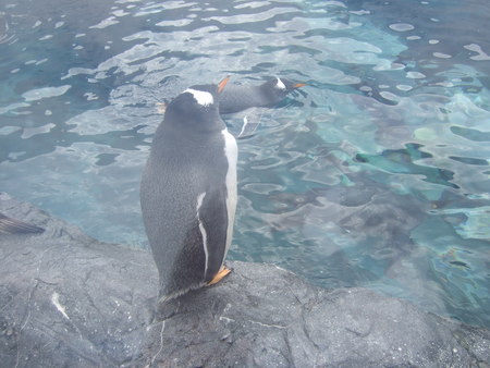 f:id:neverjp:20070909111752j:image