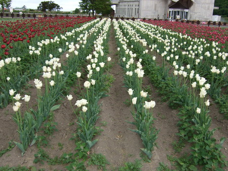 f:id:neverjp:20080607130651j:image