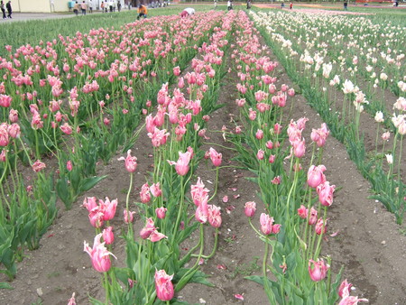 f:id:neverjp:20080607131019j:image