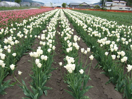 f:id:neverjp:20080607131906j:image