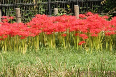 f:id:neverjp:20111002134740j:image