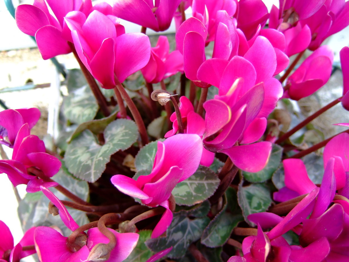 f:id:neverjp:20191130223044j:plain f:id:neverjp:20191130223044j:plain