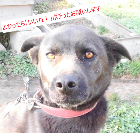 いいねポチット(3)