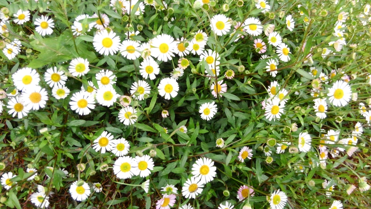 f:id:nevosan:20200416032742j:plain f:id:nevosan:20200416032742j:plain