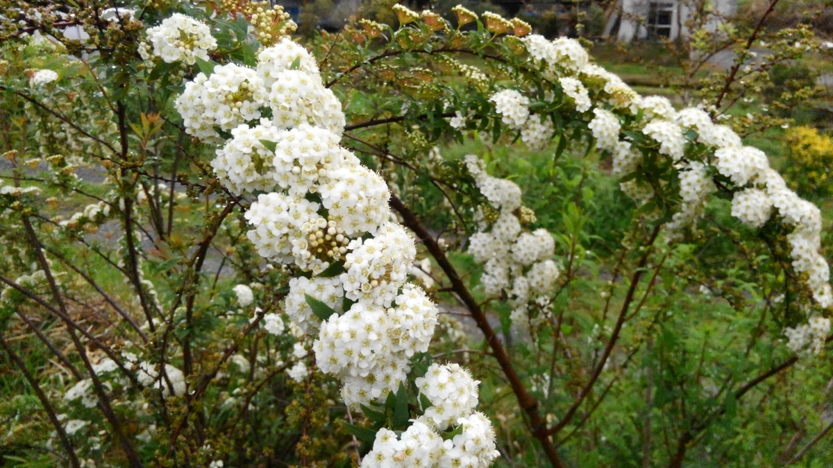 f:id:nevosan:20200418052118j:plain f:id:nevosan:20200418052118j:plain
