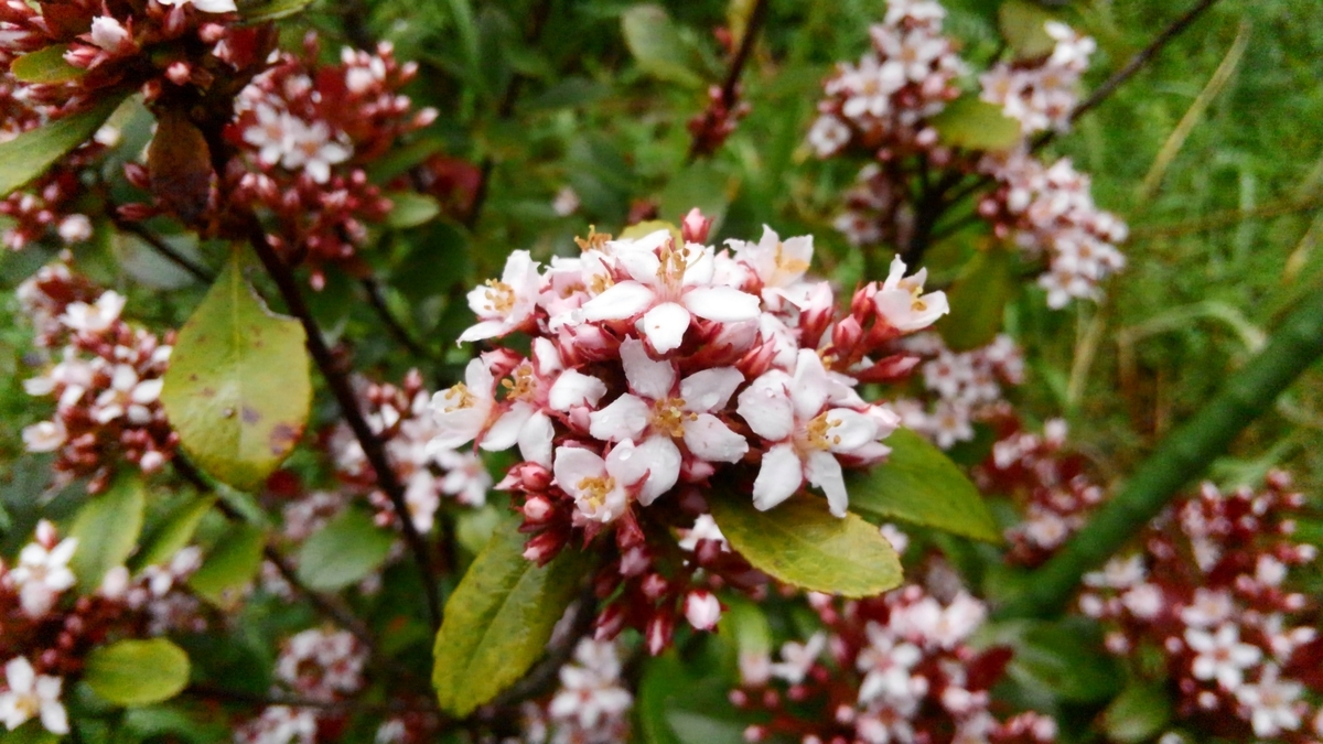 f:id:nevosan:20200418053104j:plain f:id:nevosan:20200418053104j:plain