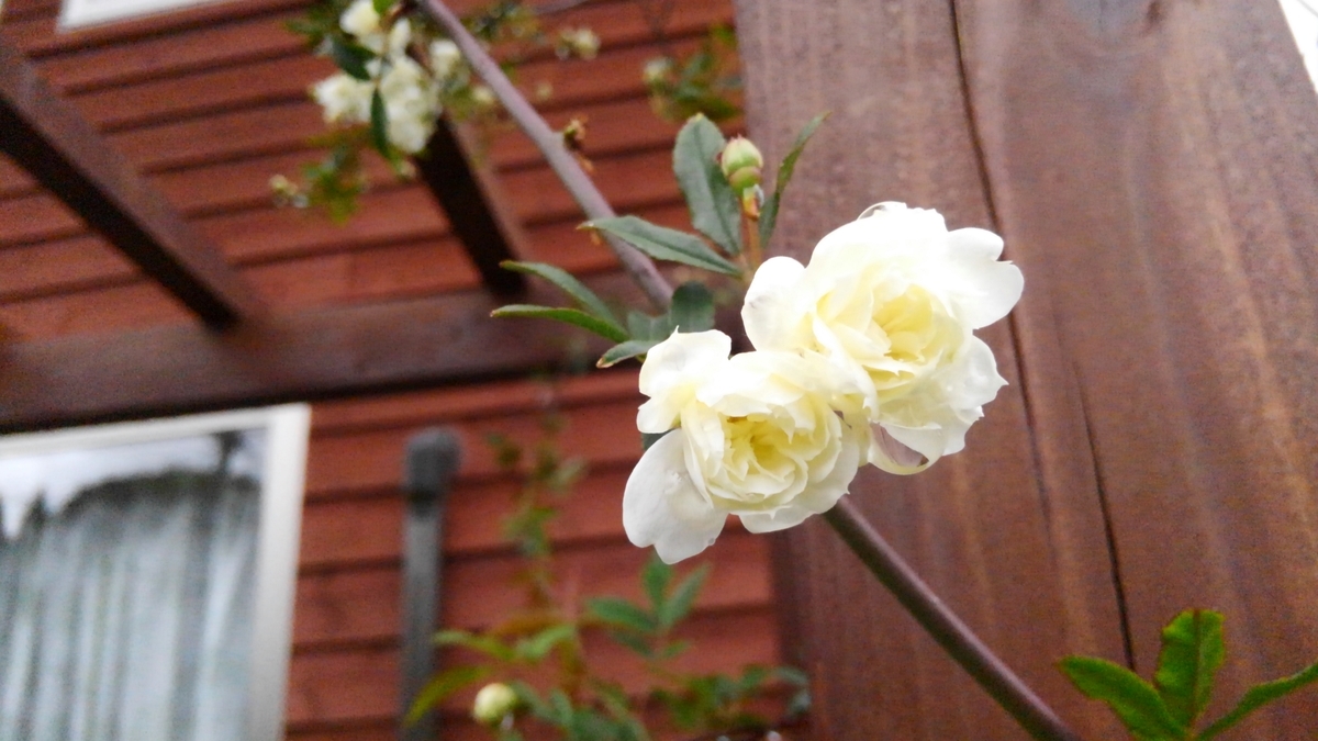 f:id:nevosan:20200418053632j:plain f:id:nevosan:20200418053632j:plain