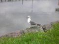 五稜郭公園のカモメ