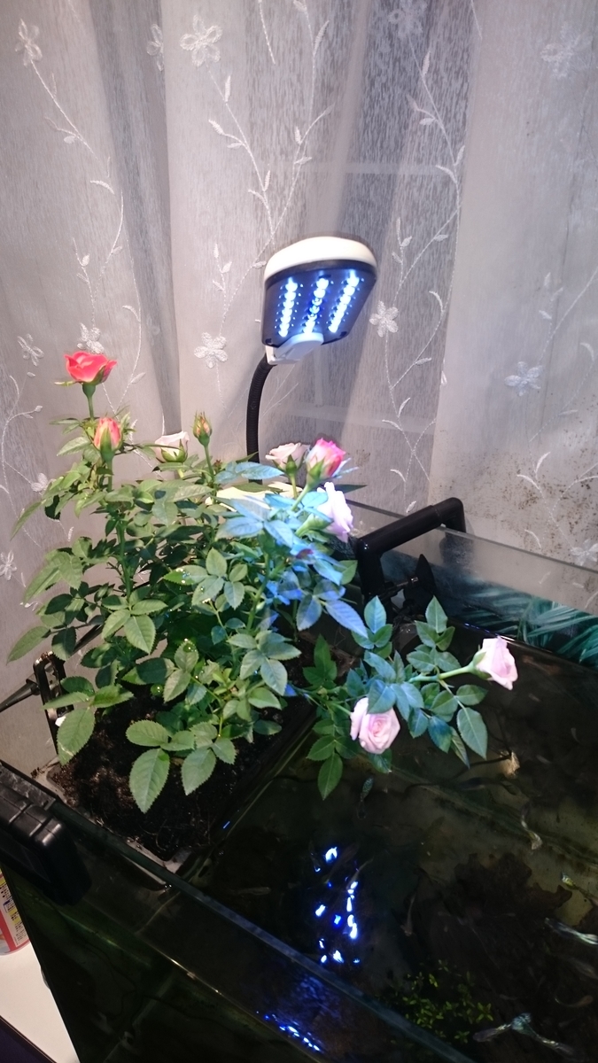 f:id:newbieaquaterrarium:20190721192023j:plain