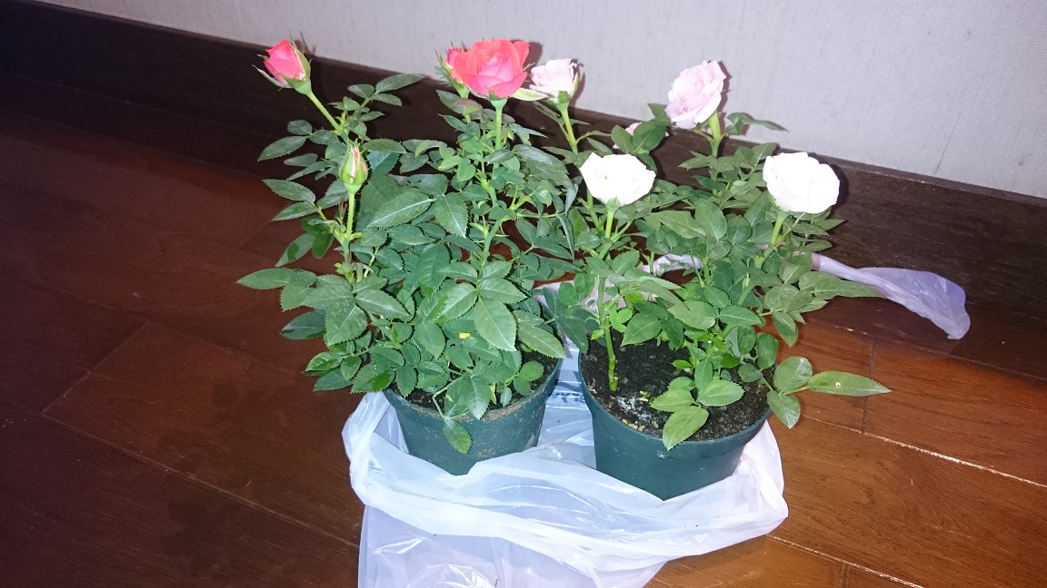 f:id:newbieaquaterrarium:20190721192035j:plain