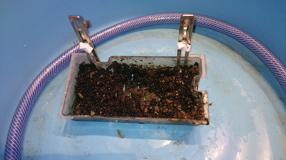 f:id:newbieaquaterrarium:20190721192039j:plain