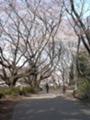 井の頭公園　桜道