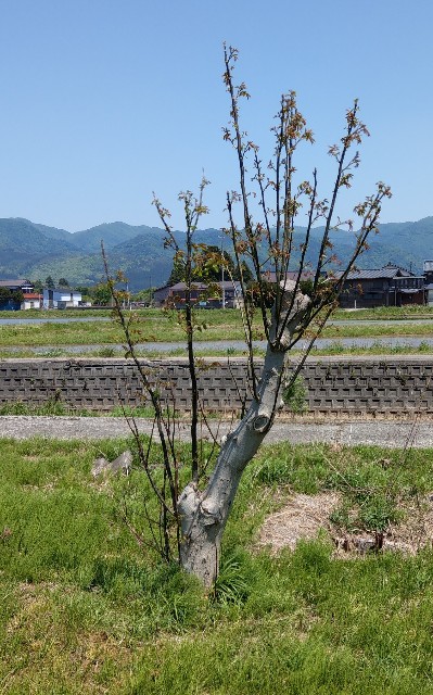 f:id:newgenworld:20220507223428j:image