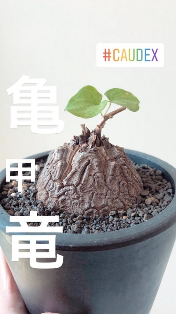 002 ディオスコレア エレファンティペス Dioscorea Elephantipes 六本木で働くit社員の植物のある暮らし 002 ディオスコレア エレファンティペス Dioscorea Elephantipes 六本木で働くit社員の植物のある暮らし