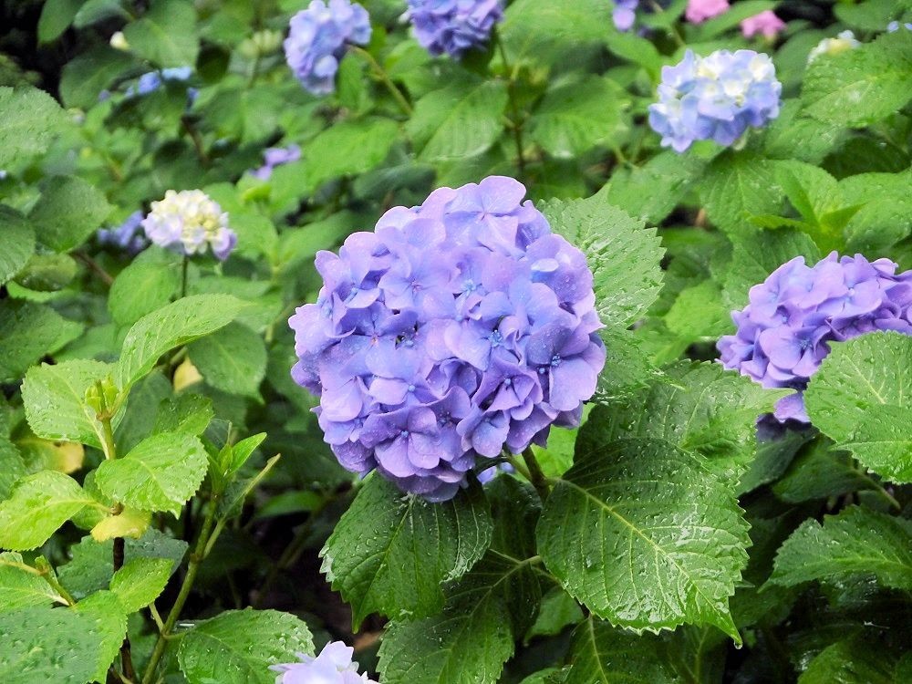 f:id:news-worker:20190615162157j:plain