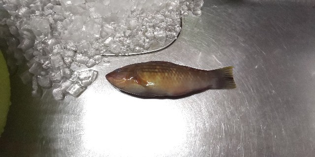 f:id:newshellfishtyphoon:20180921184232j:image