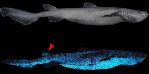 f:id:newspaper-ama:20210921164606j:plain