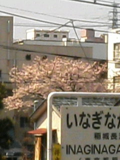 駅から見える桜
