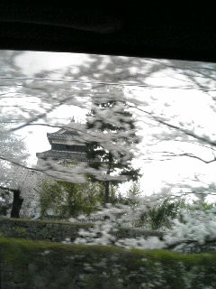 桜の松本城